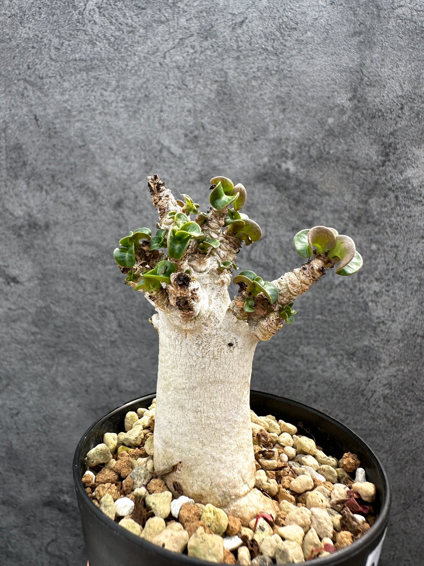 【現品限り】アデニウム・DHA 獅子葉 葉巻 美肌 実生【D48】 Adenium DHA
