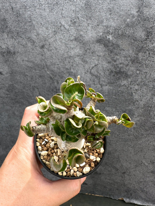 【現品限り】アデニウム・DHA 獅子葉 葉巻 美肌 実生【D49】 Adenium DHA