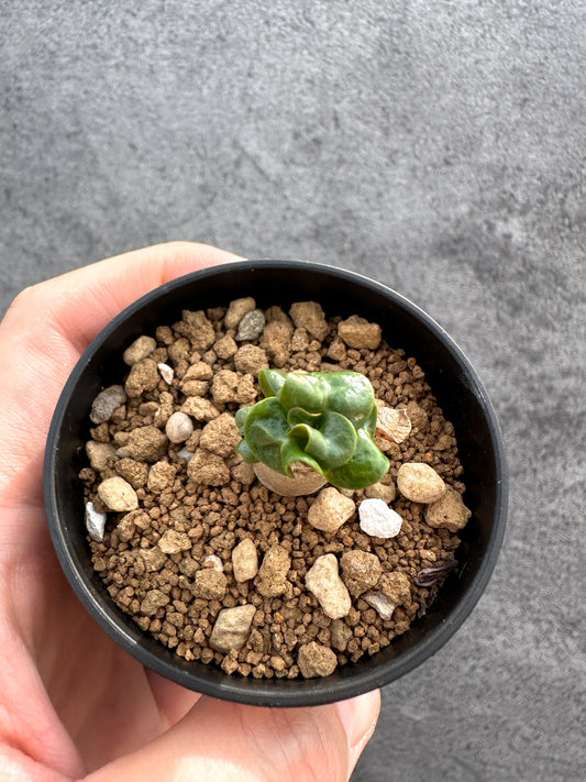 【現品限り】アデニウム・DHA 獅子葉 葉巻 美肌【D4】 Adenium DHA
