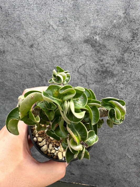 【現品限り】アデニウム・DHA 獅子葉 葉巻 美肌 実生【D53】 Adenium DHA
