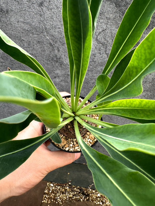 【現品限り】ユーフォルビア・ブプレウリフォリア 鉄甲丸【D59】 Euphorbia bupleurifolia