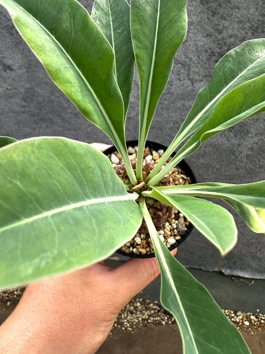 【現品限り】ユーフォルビア・ブプレウリフォリア 鉄甲丸【D62】 Euphorbia bupleurifolia