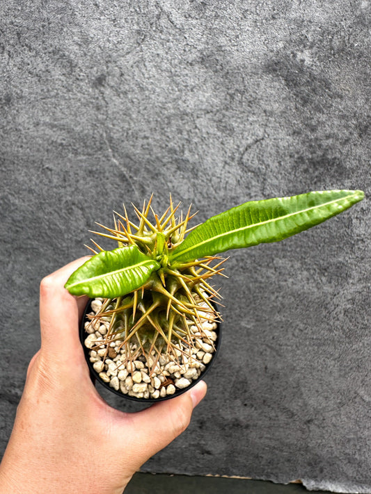 【現品限り】パキポディウム・アンボンゲンセ 実生【D64】 Pachypodium ambongense