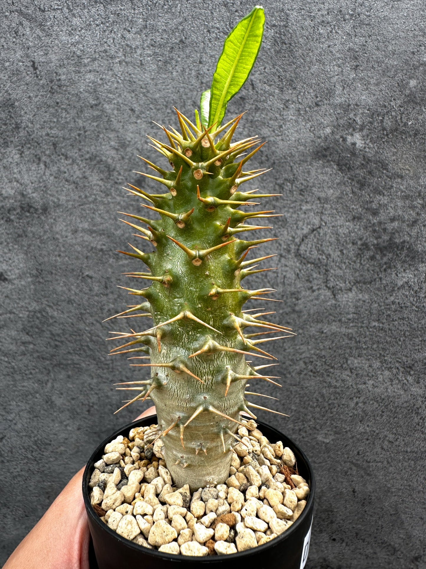 【現品限り】パキポディウム・アンボンゲンセ 実生【D64】 Pachypodium ambongense