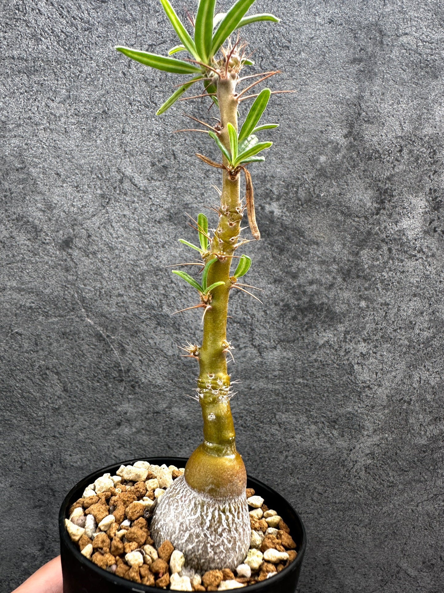 【現品限り】パキポディウム・サキュレンタム 実生【D65】 Pachypodium succulentum