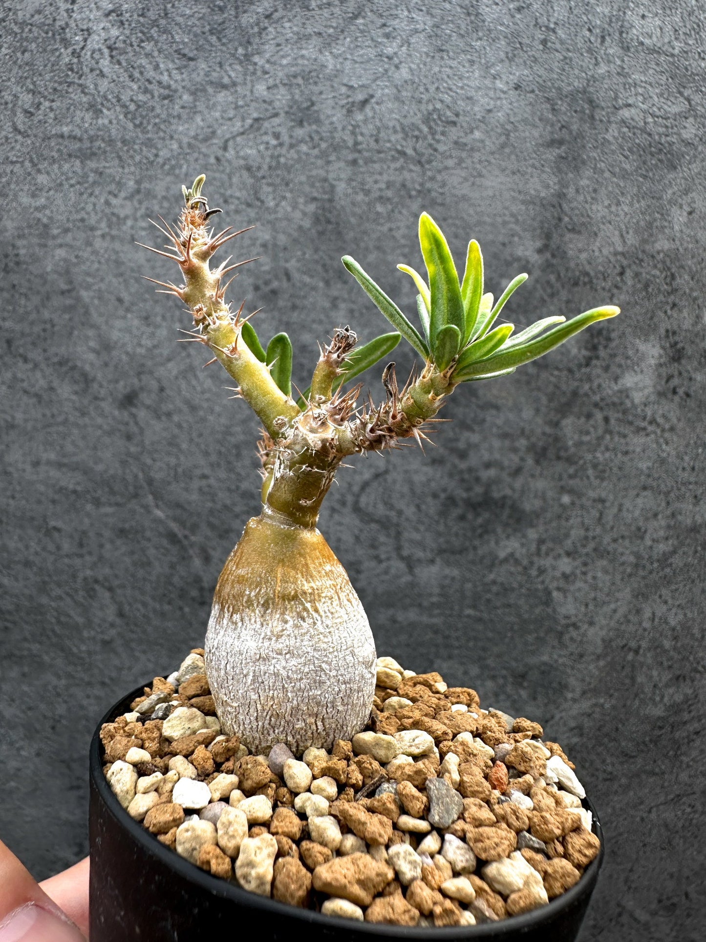 【現品限り】パキポディウム・サキュレンタム 実生【D66】 Pachypodium succulentum