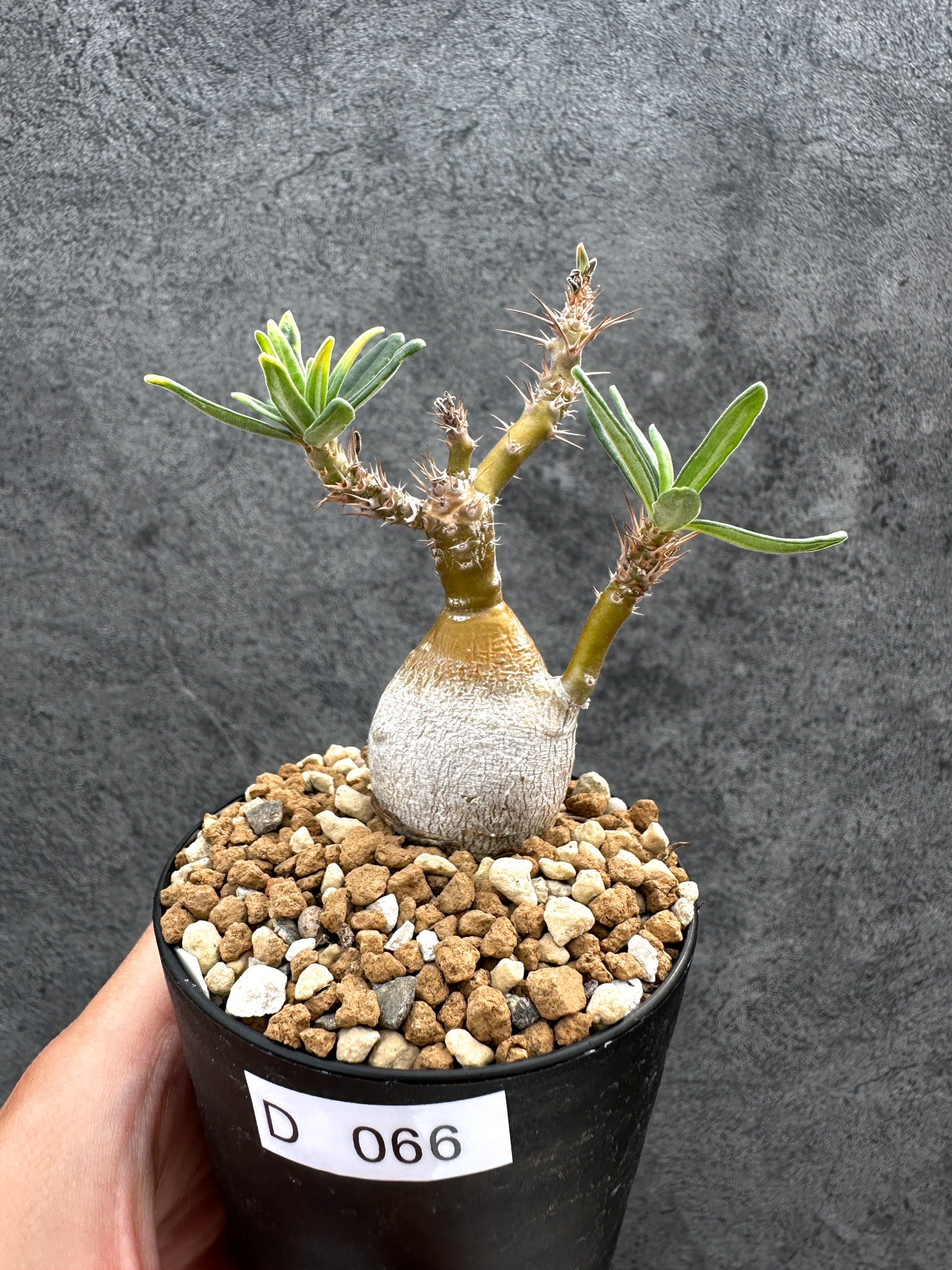 パキポディウム・サキュレンタム 実生【D66】 Pachypodium succulentum