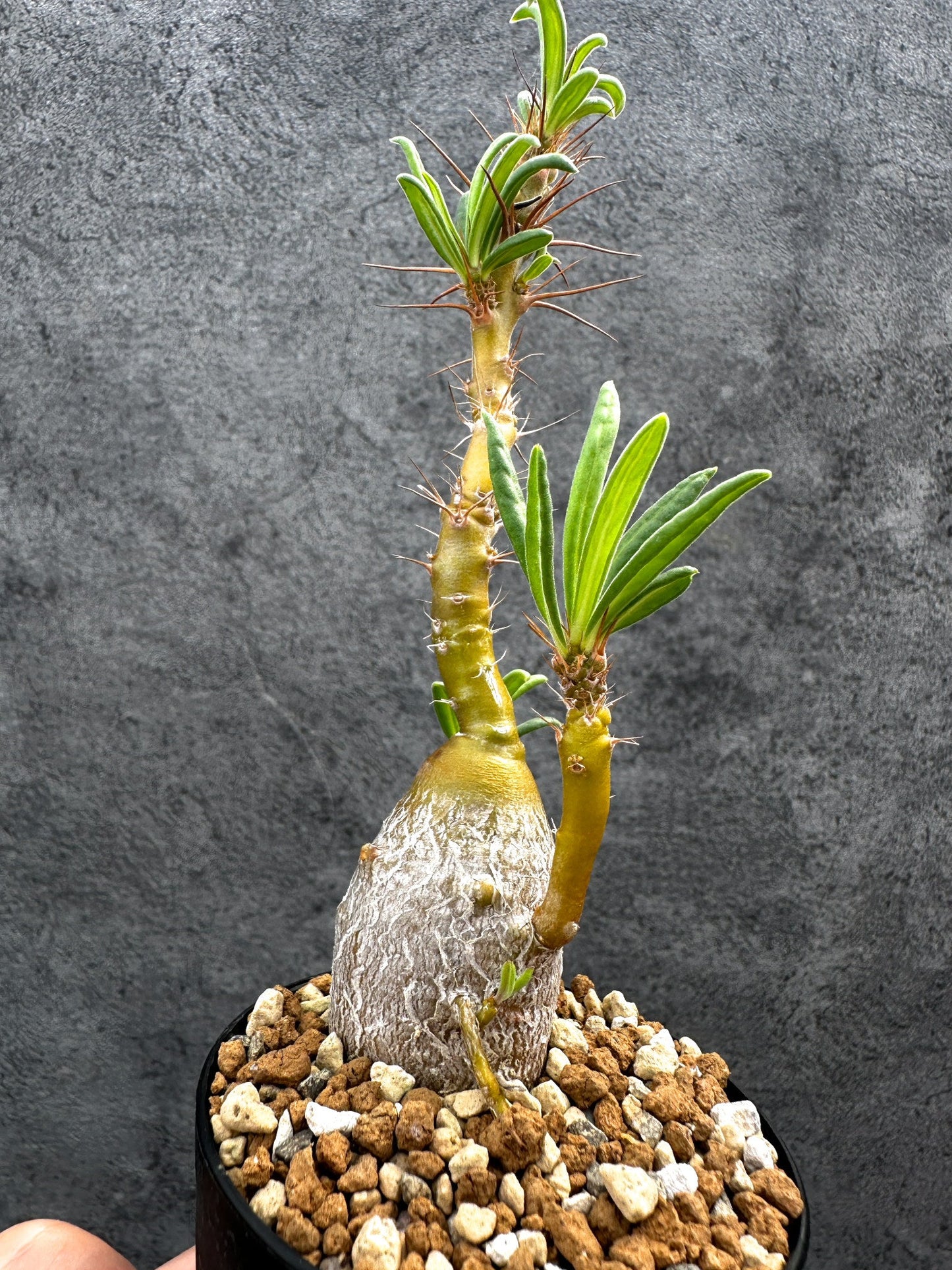 【現品限り】パキポディウム・サキュレンタム 実生【D68】 Pachypodium succulentum