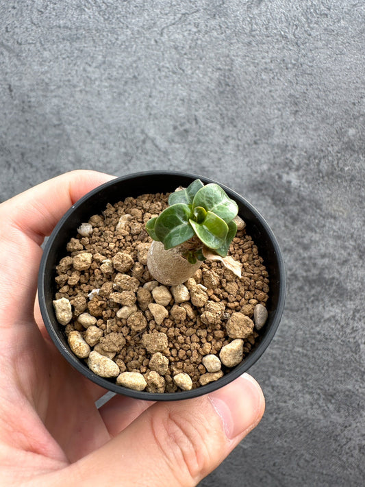 【現品限り】アデニウム・DHA 獅子葉 葉巻 美肌【D6】 Adenium DHA