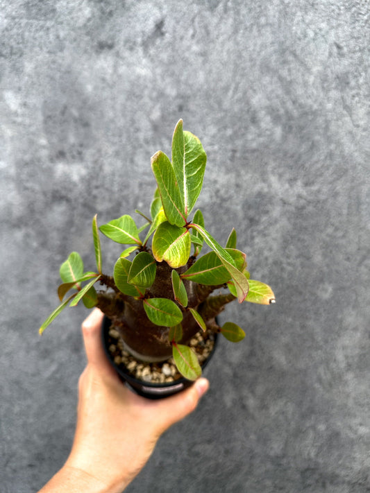 【現品限り】アデニウム・アラビカム ブラックスキン 実生【D74】 Adenium arabicum 'Black skin'