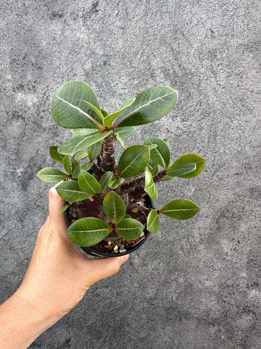 【現品限り】アデニウム・アラビカム ブラックスキン 実生【D75】 Adenium arabicum 'Black skin'