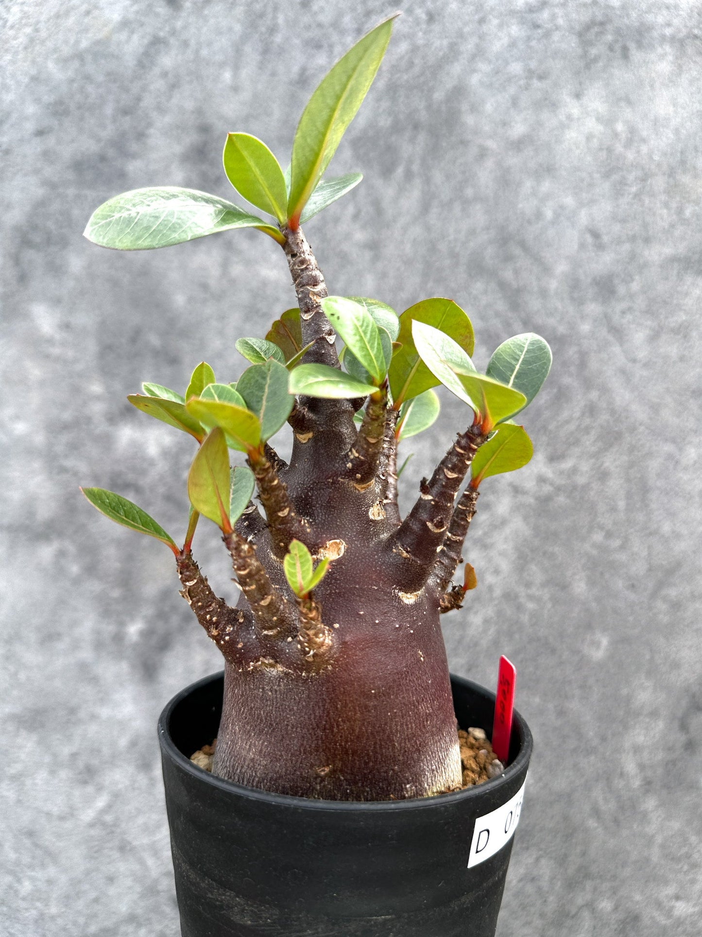 【現品限り】アデニウム・アラビカム ブラックスキン 実生【D75】 Adenium arabicum 'Black skin'