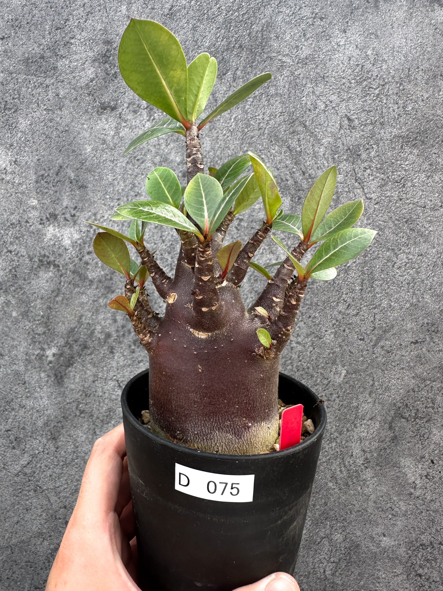 アデニウム・アラビカム ブラックスキン 実生【D75】 Adenium arabicum