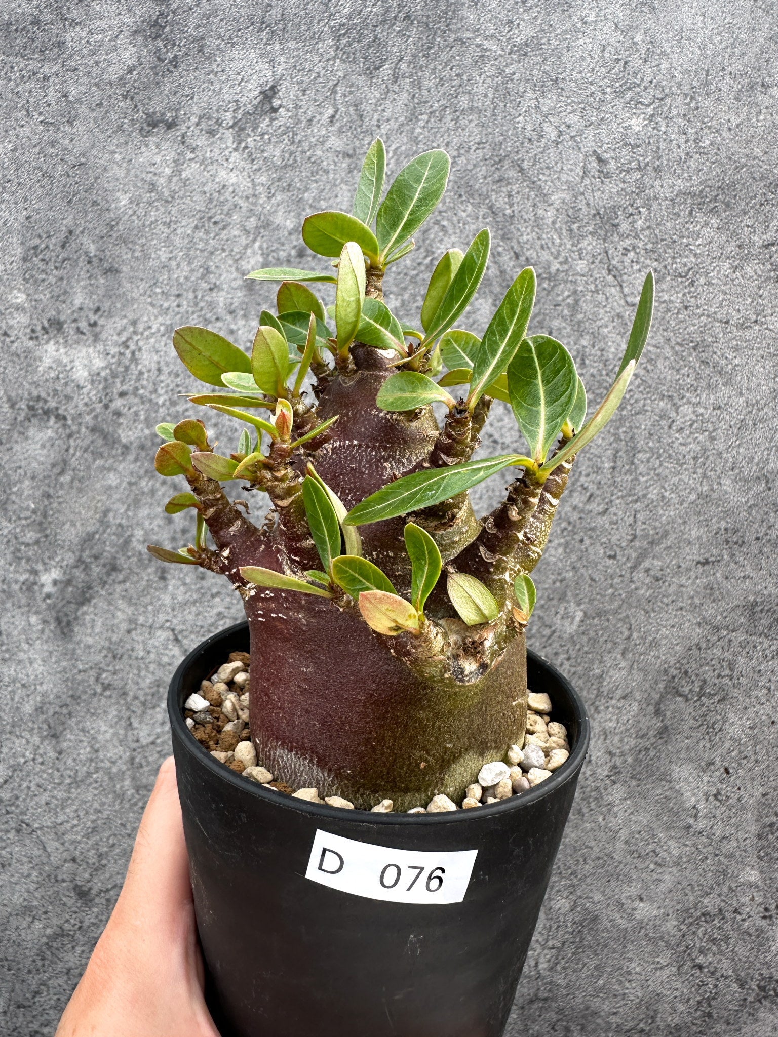 アデニウム・アラビカム ブラックスキン 実生【D76】 Adenium arabicum