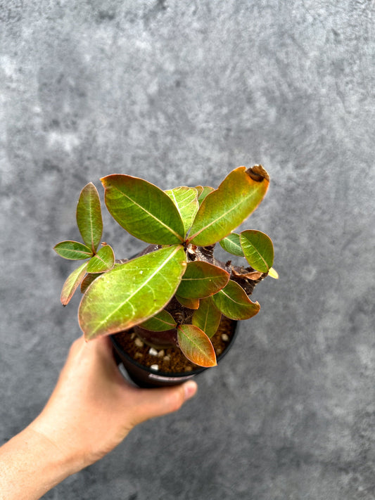 【現品限り】アデニウム・アラビカム ブラックスキン 実生【D78】 Adenium arabicum 'Black skin'