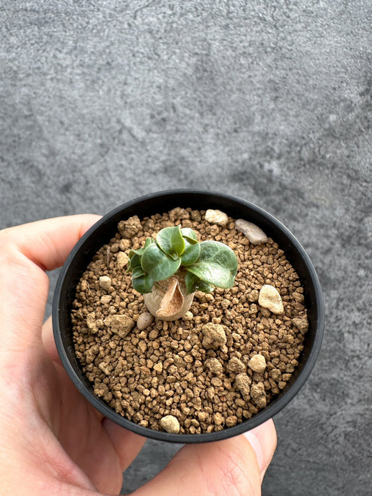 【現品限り】アデニウム・DHA 獅子葉 葉巻 美肌【D7】 Adenium DHA