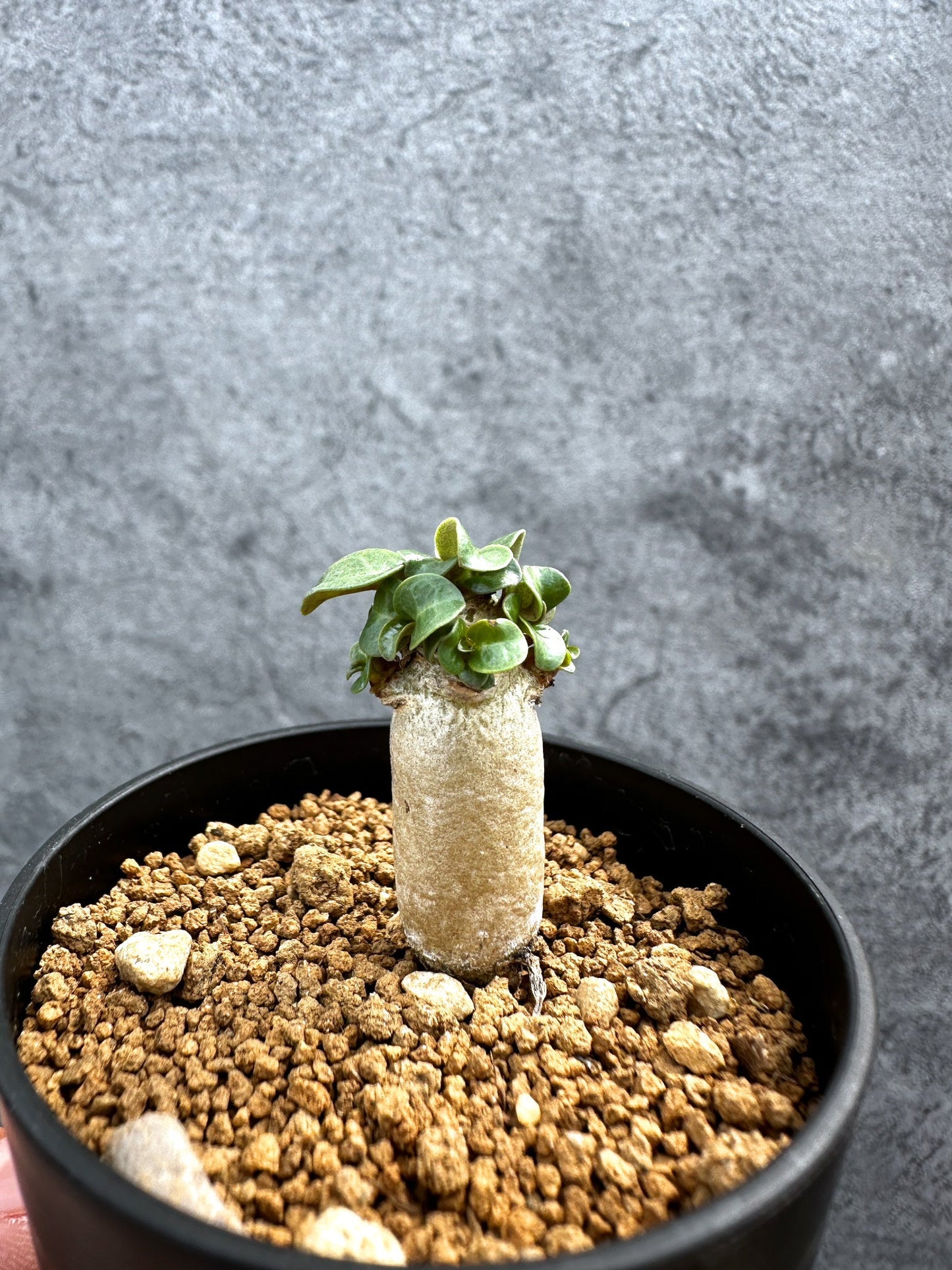 【現品限り】アデニウム・DHA 獅子葉 葉巻 美肌【D7】 Adenium DHA