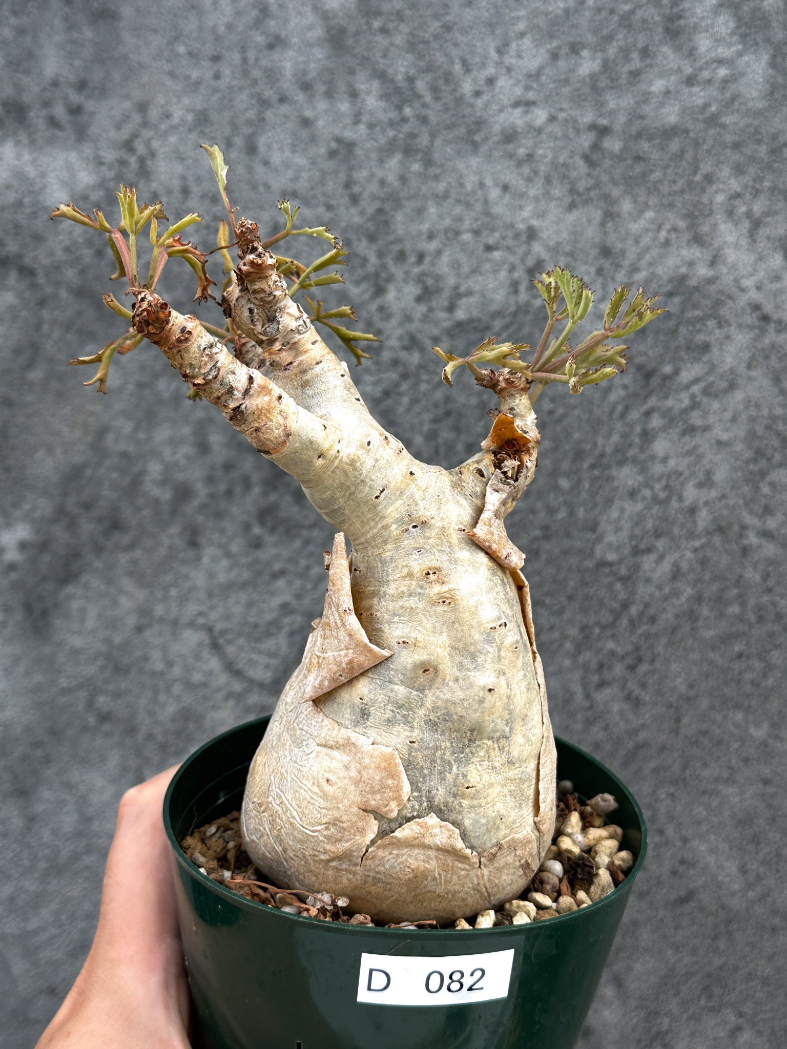 キフォステンマ ベティフォルメ　アフリカ輸入 コミフォラ 塊根植物 コーデックス キフォステンマ・ベティフォルメ ナローリーフ 現地株 発根済み【D82