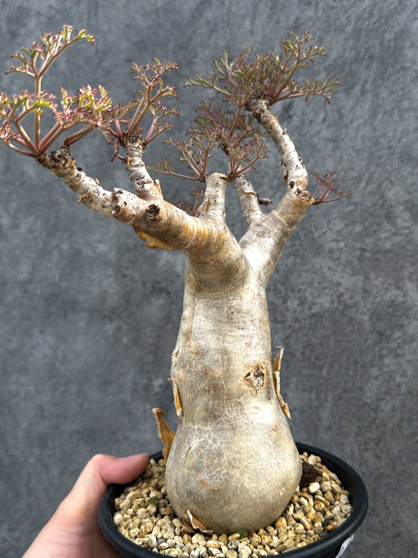 【現品限り】キフォステンマ・ベティフォルメ ナローリーフ 現地株 発根済み【D84】 Cyphostemma betiforme Somalia
