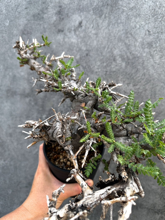 【現品限り】ボスウェリア・ネグレクタ ブラックスキン 現地株【D87】 Boswellia neglecta