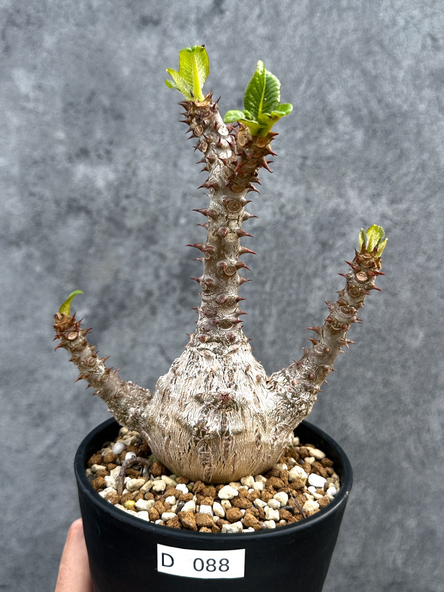 パキポディウム・ウィンゾリー 実生 大株【D88】 Pachypodium