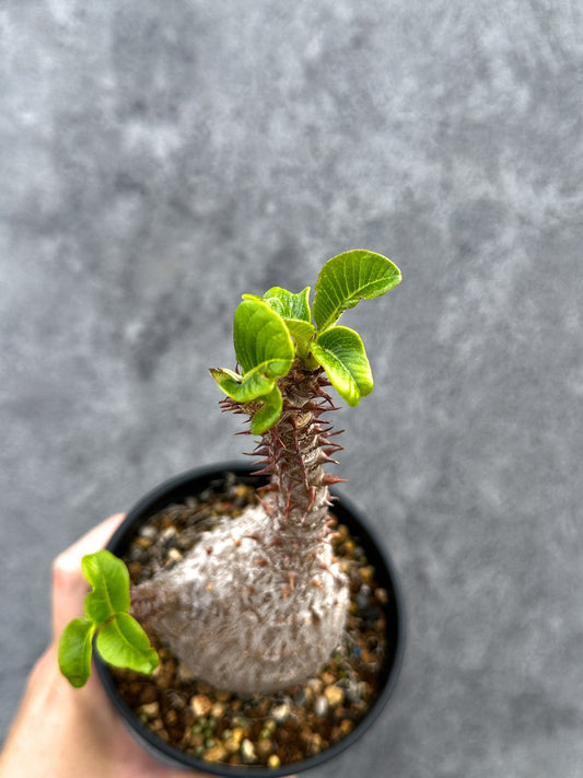 【現品限り】パキポディウム・ウィンゾリー 実生 大株【D89】 Pachypodium windsorii