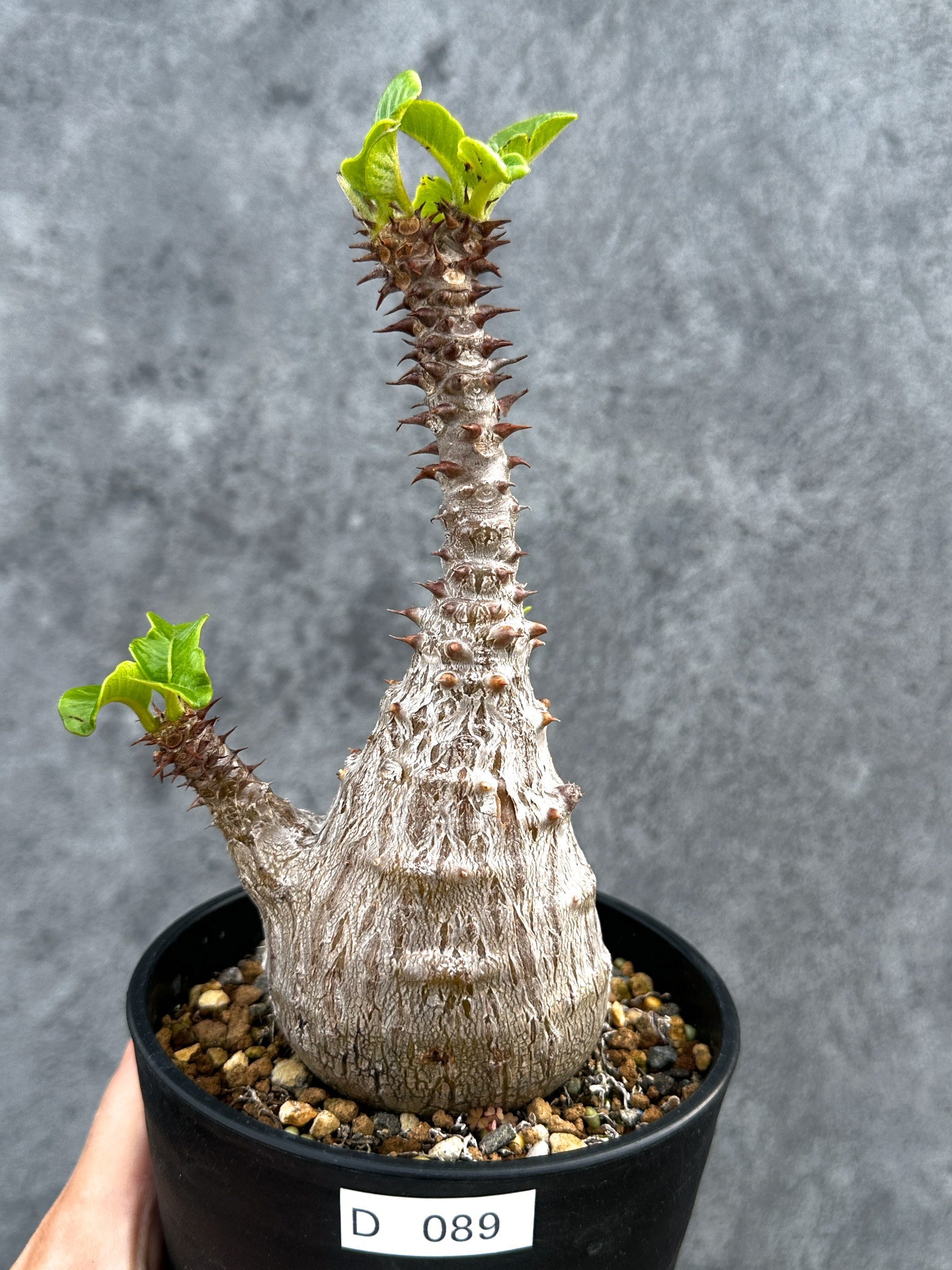 パキポディウム・ウィンゾリー 実生 大株【D89】 Pachypodium