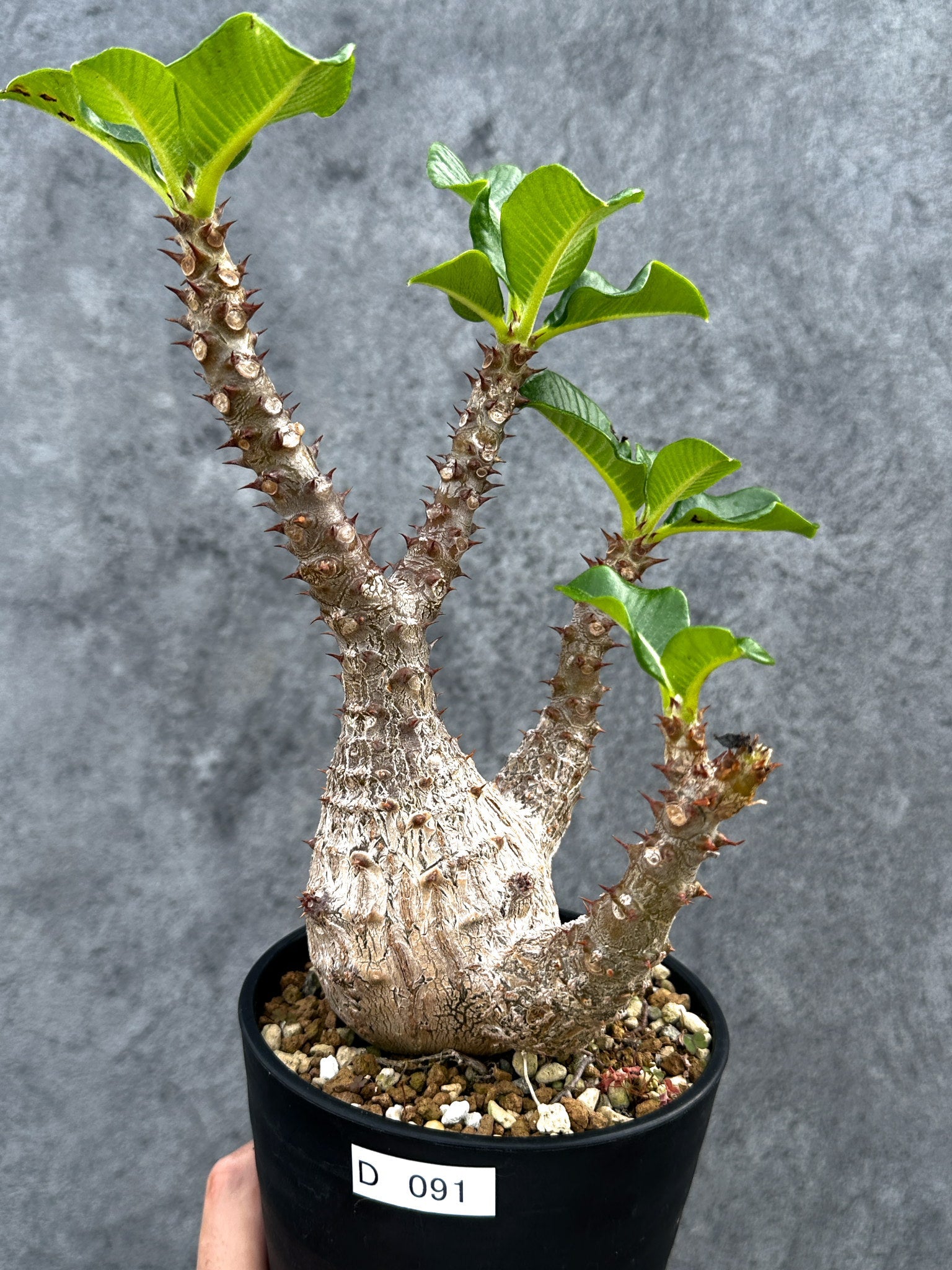 パキポディウム・ウィンゾリー 実生 大株【D91】 Pachypodium