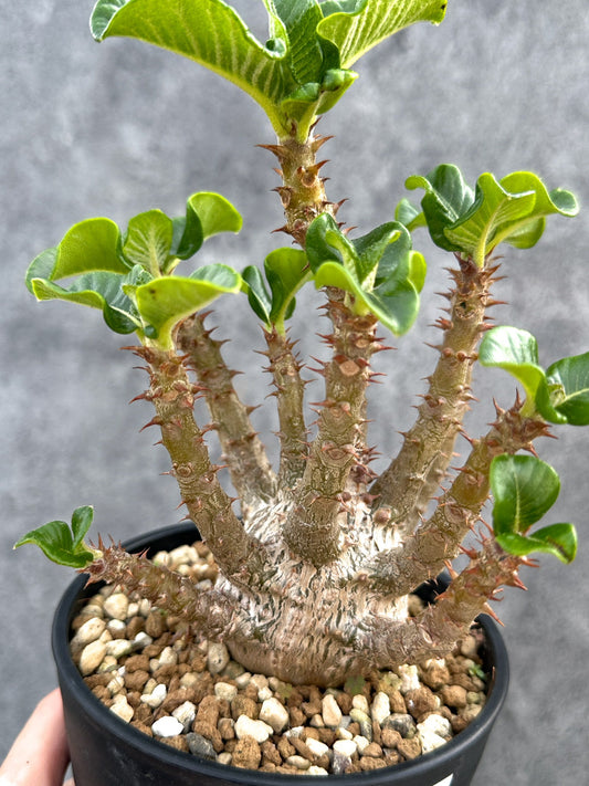 【現品限り】パキポディウム・ウィンゾリー 実生 大株【D92】 Pachypodium windsorii