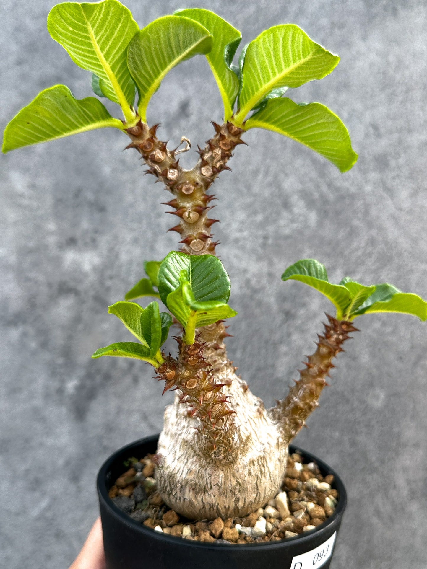 【現品限り】パキポディウム・ウィンゾリー 実生 大株【D93】 Pachypodium windsorii