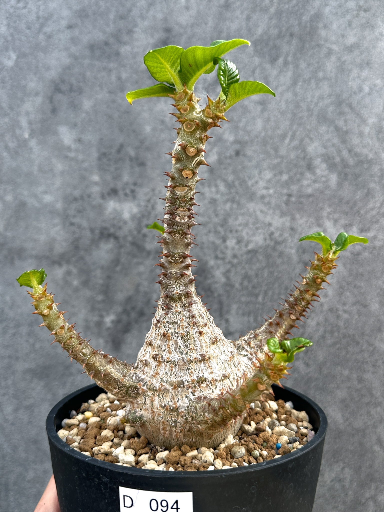 パキポディウム・ウィンゾリー 実生 大株【D94】 Pachypodium