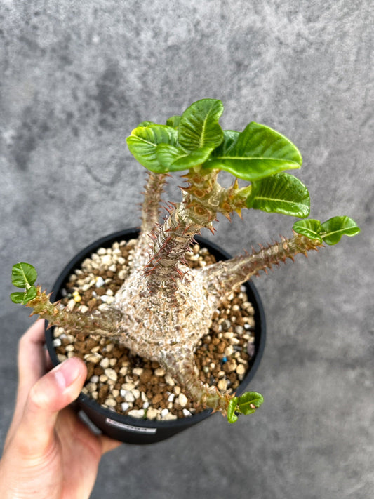 【現品限り】パキポディウム・ウィンゾリー 実生 大株【D94】 Pachypodium windsorii