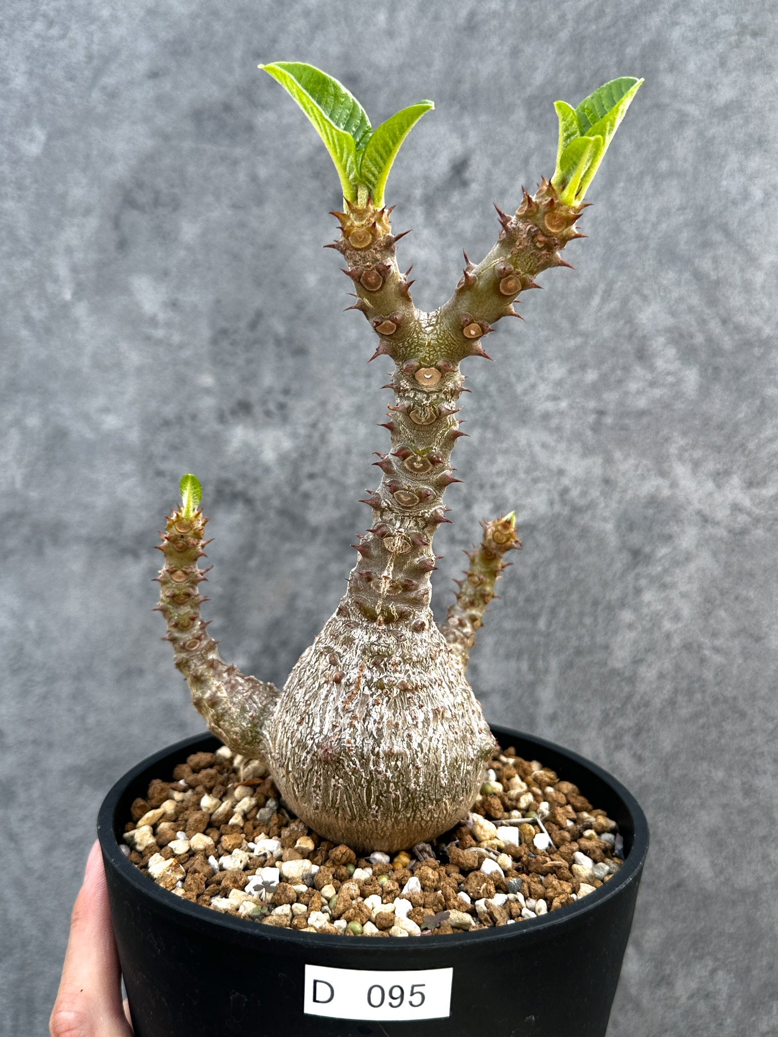 パキポディウム・ウィンゾリー 実生 大株【D95】 Pachypodium