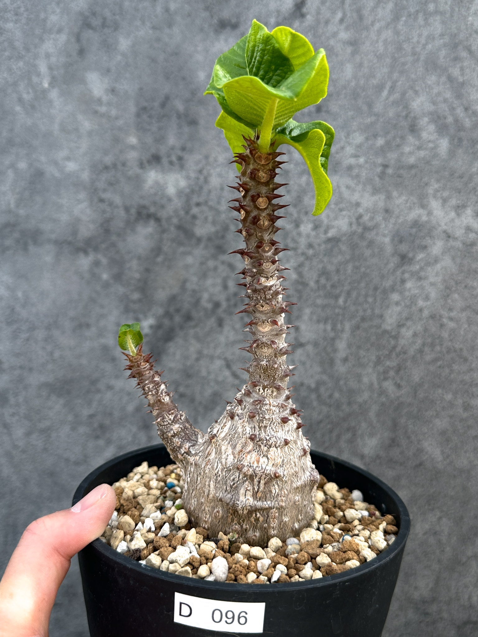 パキポディウム・ウィンゾリー 実生 大株【D96】 Pachypodium