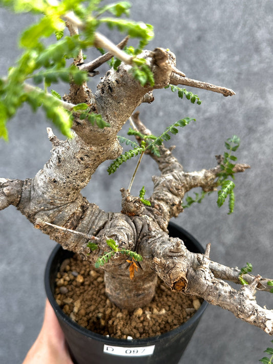 【現品限り】ボスウェリア・ネグレクタ 現地株【D97】 Boswellia neglecta