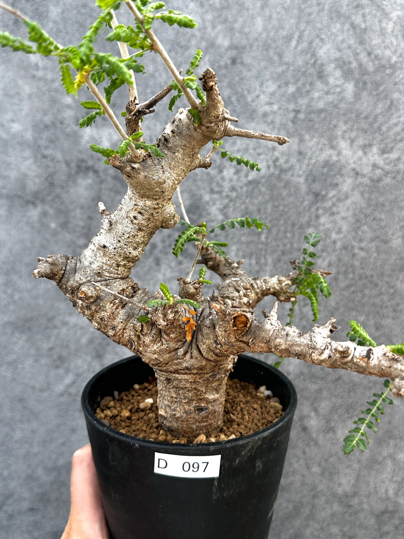 ボスウェリア・ネグレクタ 現地株【D97】 Boswellia neglecta 塊根植物