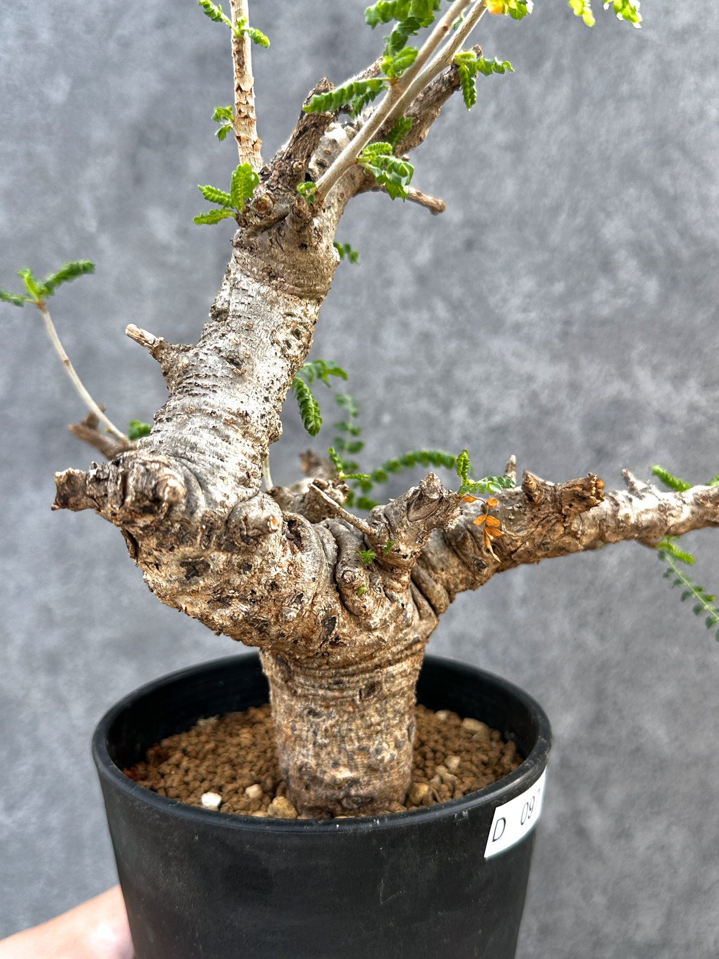 【現品限り】ボスウェリア・ネグレクタ 現地株【D97】 Boswellia neglecta