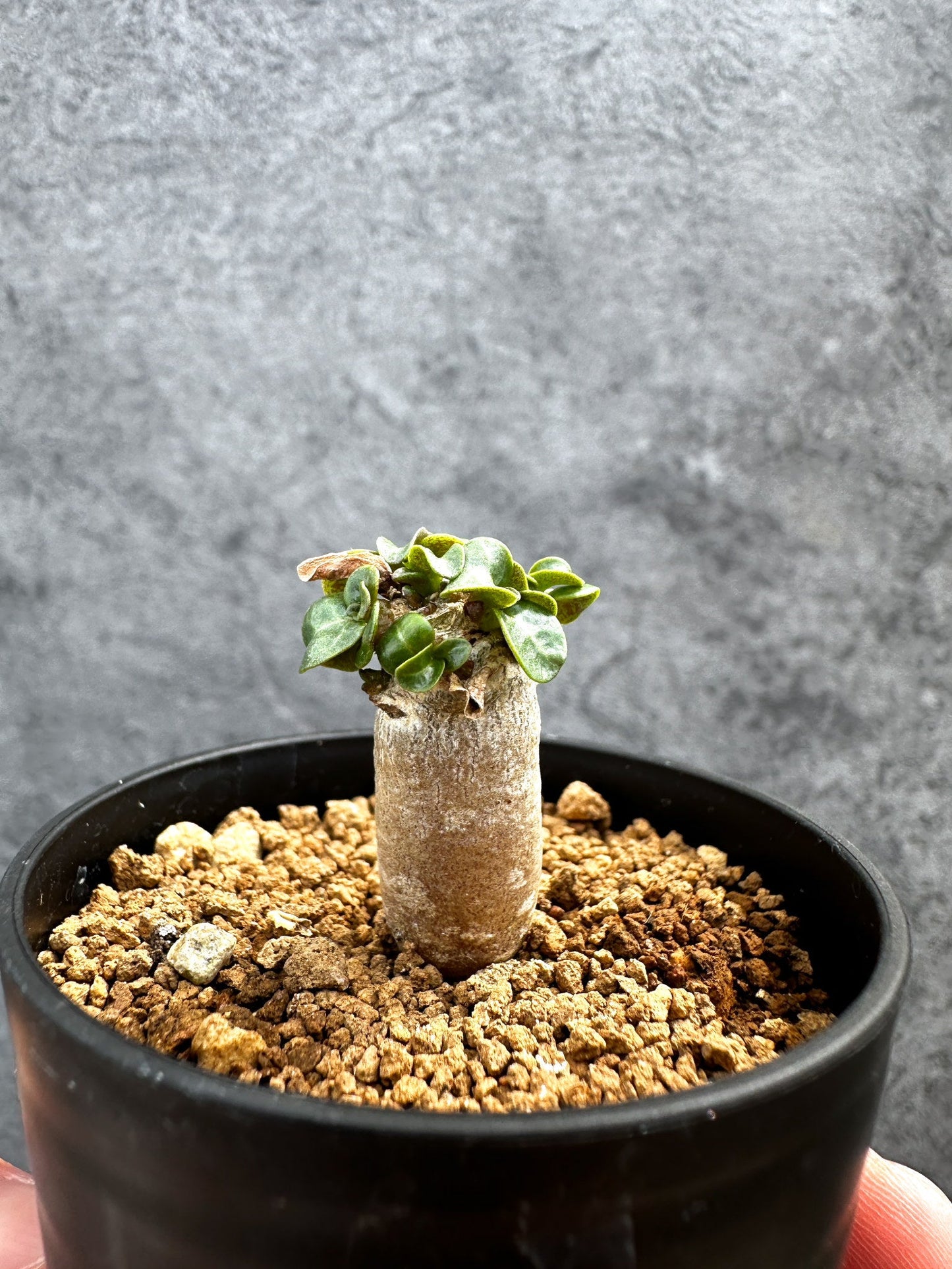 【現品限り】アデニウム・DHA 獅子葉 葉巻 美肌【D9】 Adenium DHA