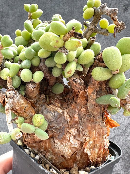 【現品限り】ケラリア・ピグマエア 現地株 2年ほど管理 発根済み【E16】 Ceraria pygmaea