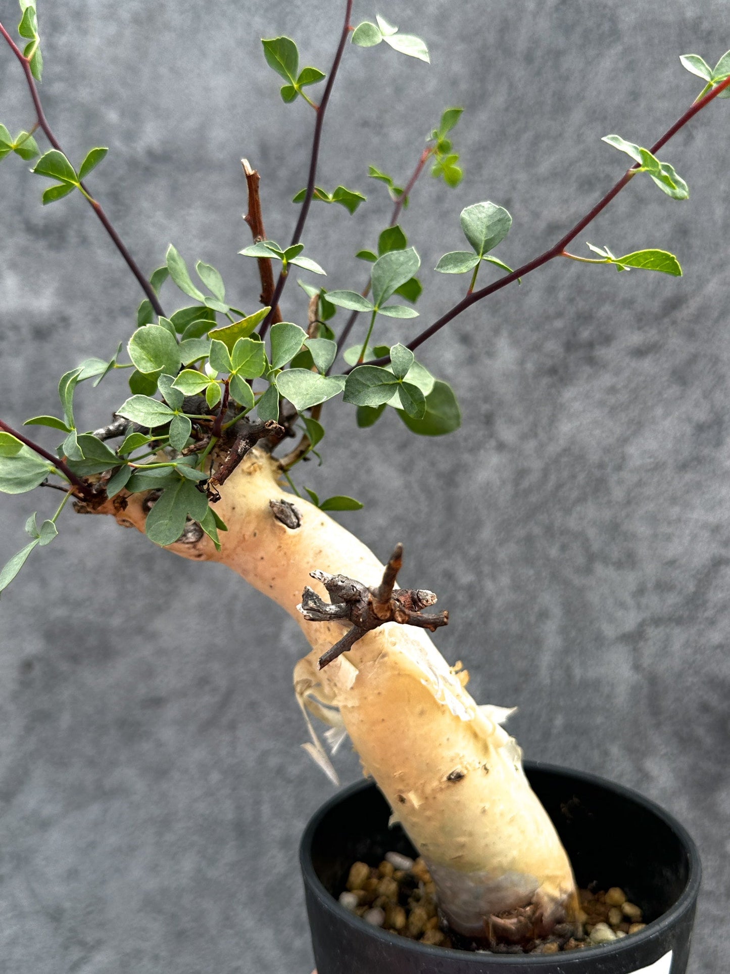 【現品限り】コミフォラ・カタフ ソマリア ピュア 現地株 発根済み【E25】 Commiphora kataf Somalia