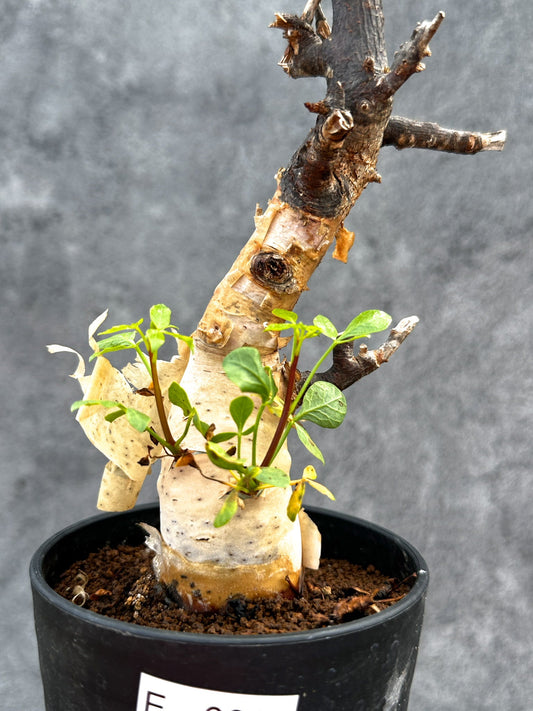 【現品限り】コミフォラ・カタフ ソマリア ピュア 現地株 発根済み【E26】 Commiphora kataf Somalia