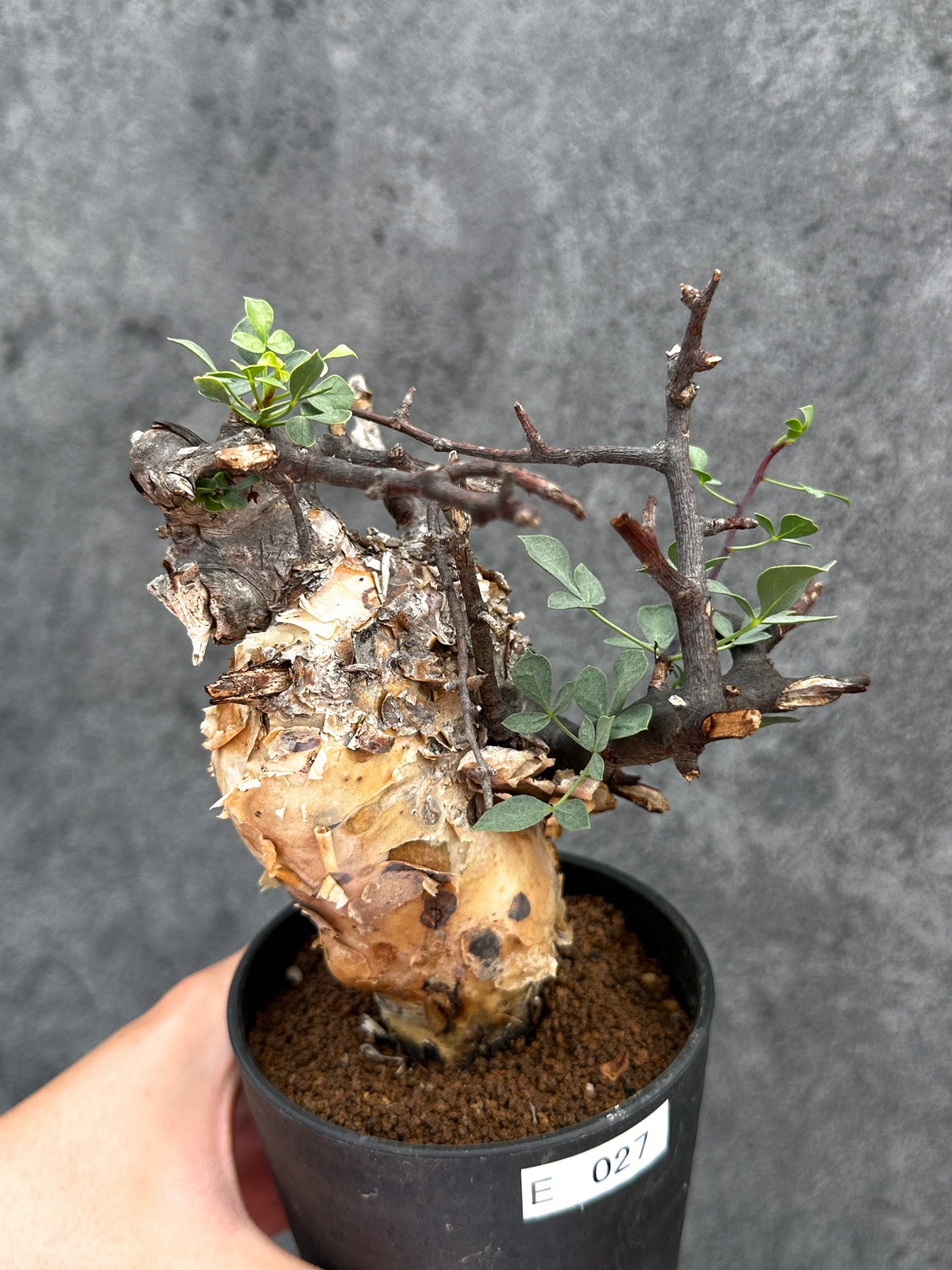 【現品限り】コミフォラ・カタフ ソマリア ピュア 現地株 発根済み【E27】 Commiphora kataf Somalia