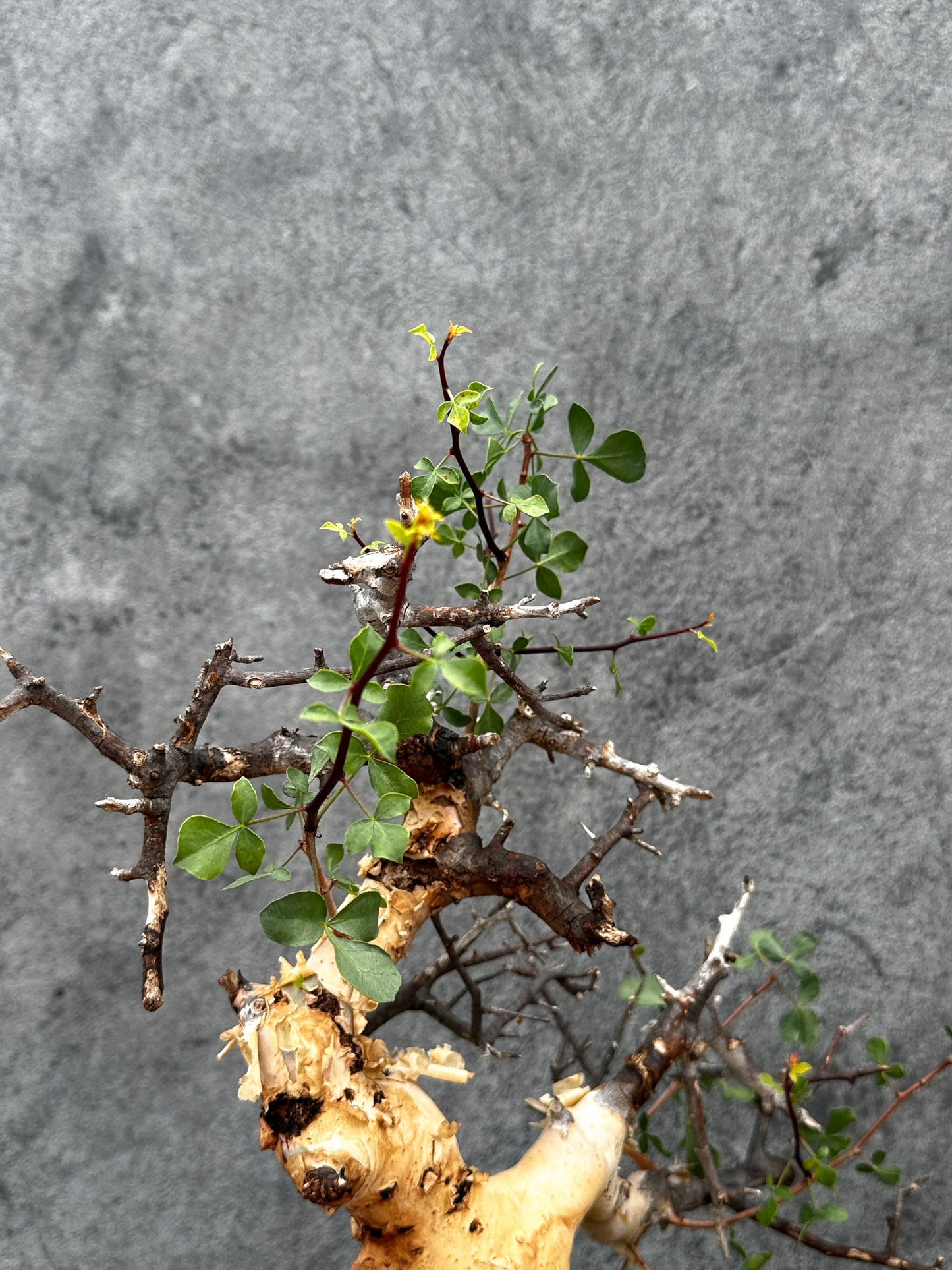 【現品限り】コミフォラ・カタフ ソマリア ピュア 現地株 発根済み【E41】 Commiphora kataf Somalia