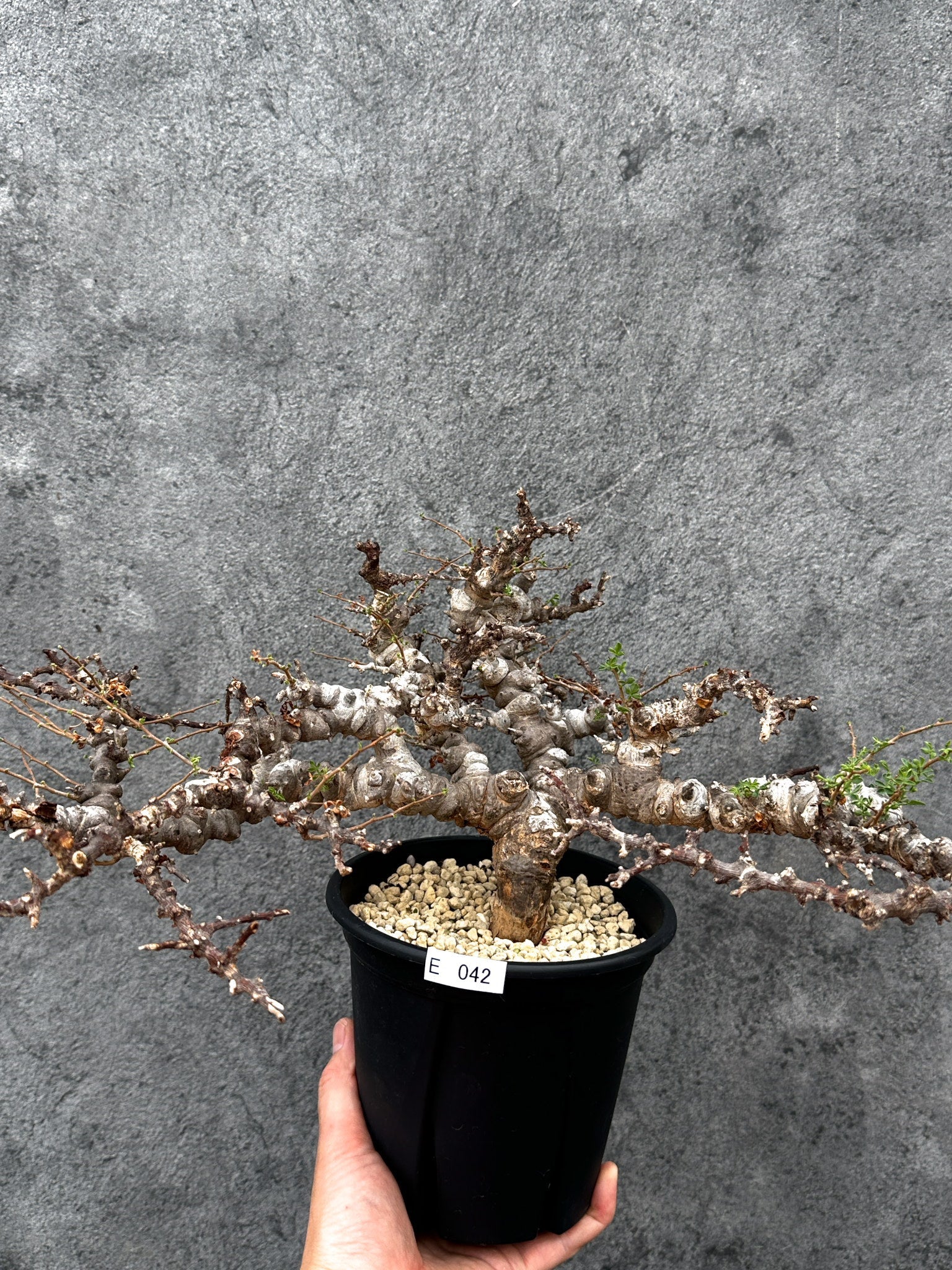 ①送料無料　コミフォラ　エイル コミフォラ・エイル 現地株 発根済み【E42】 Commiphora Eyl 塊根植物