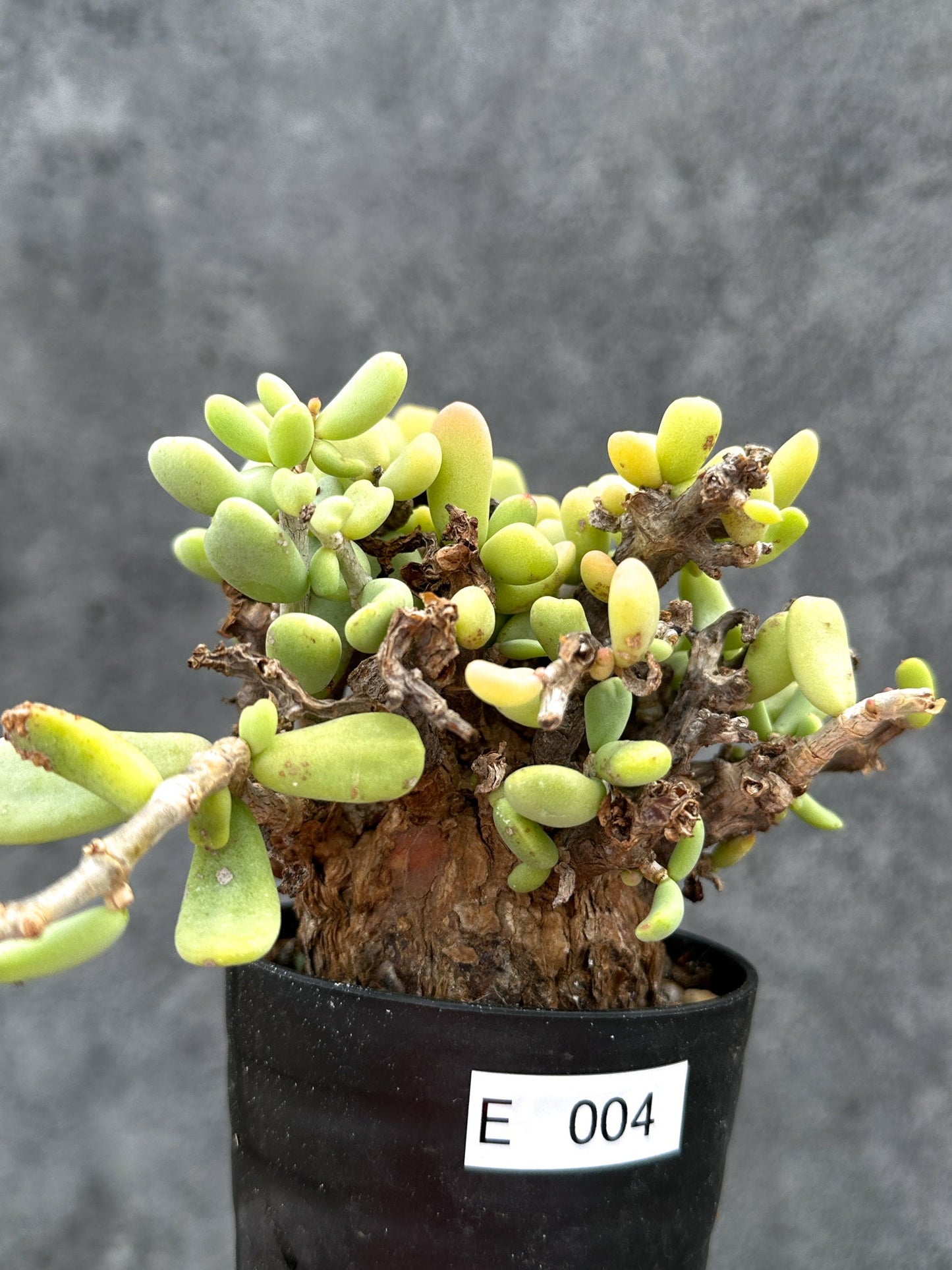 【現品限り】ケラリア・ピグマエア 現地株 2年ほど管理 発根済み【E4】 Ceraria pygmaea