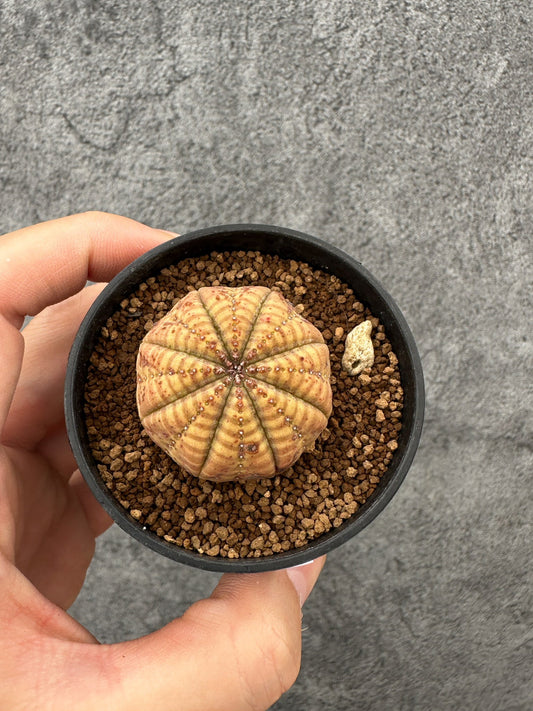 【現品限り】ユーフォルビア・オベサ 実生【F33】 Euphorbia obesa
