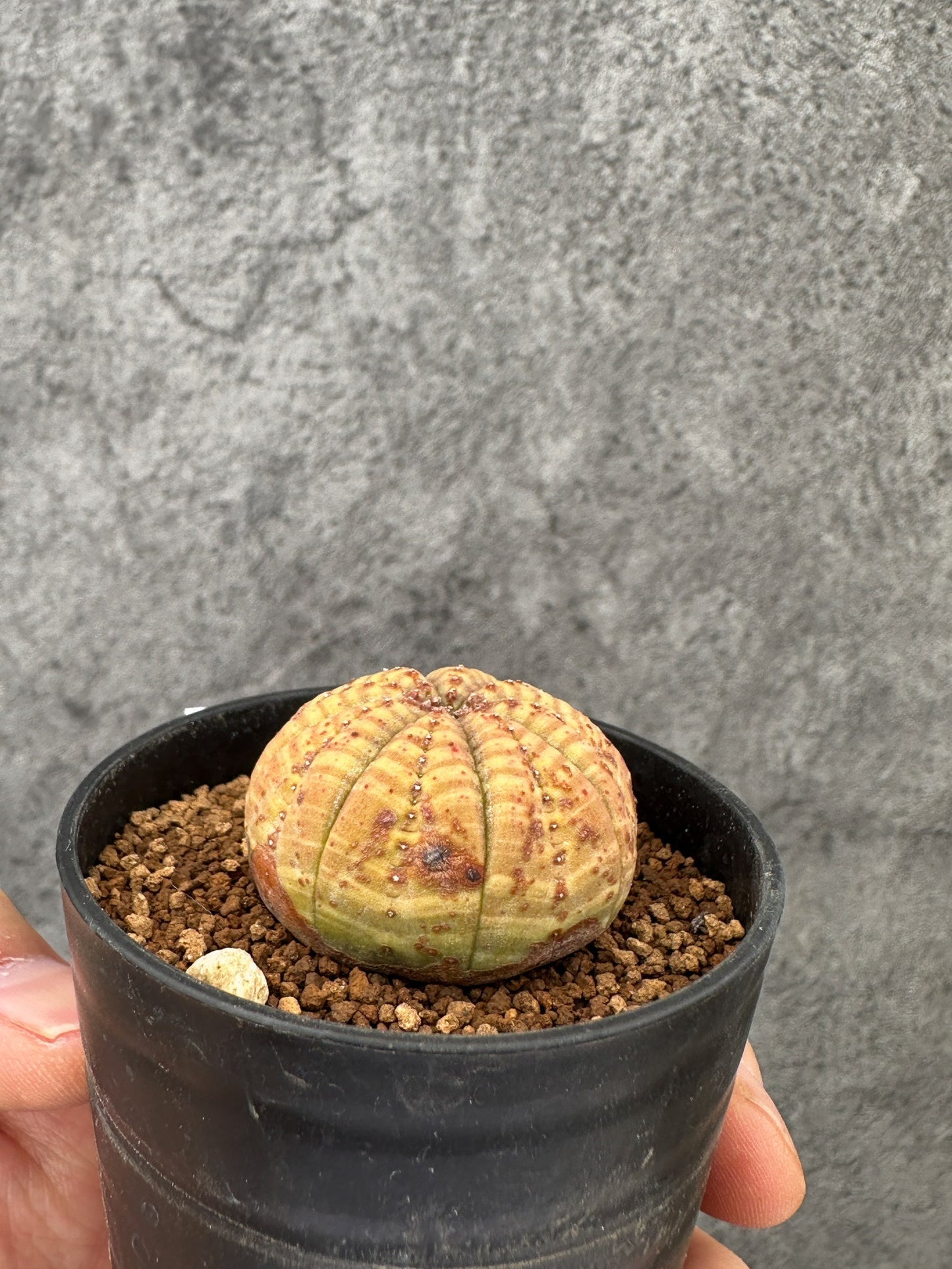 【現品限り】ユーフォルビア・オベサ 実生【F33】 Euphorbia obesa