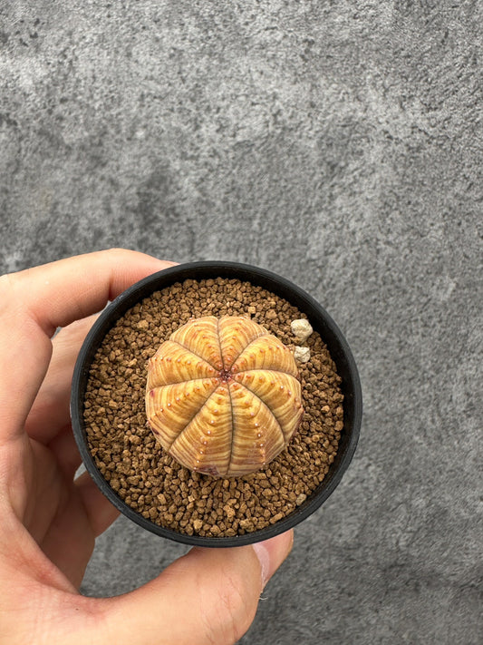 【現品限り】ユーフォルビア・オベサ 実生【F36】 Euphorbia obesa
