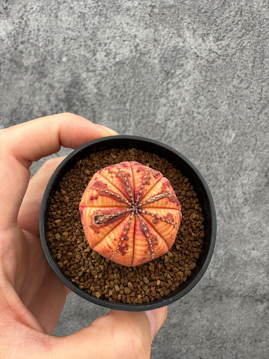 【現品限り】ユーフォルビア・オベサ 実生【F37】 Euphorbia obesa