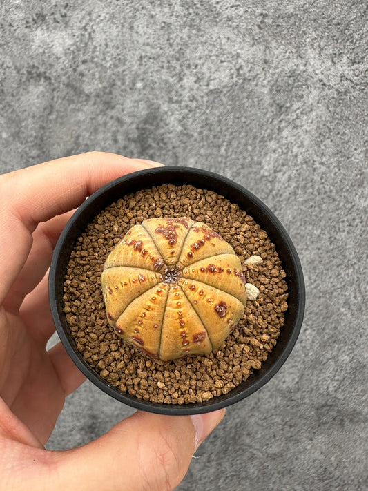 【現品限り】ユーフォルビア・オベサ 実生【F39】 Euphorbia obesa